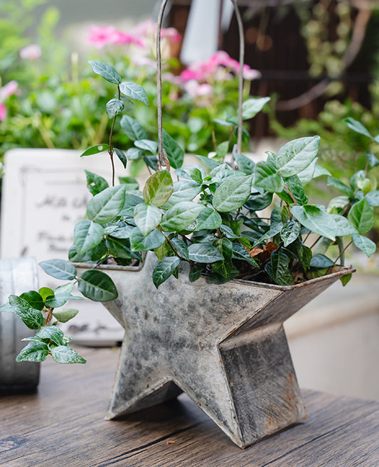 Rustic Country Style Distressed Five-point Star Tin Planter